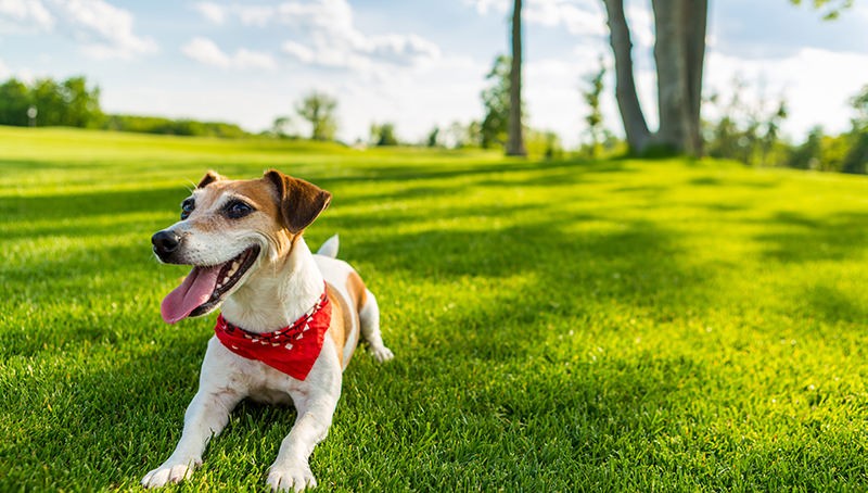 5 Reasons You Your Dog Will Enjoy Synthetic Grass Synlawn