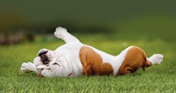 artificial grass in Melbourne for pets