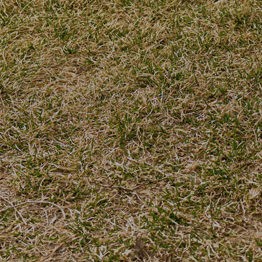 artificial grass for dry summer