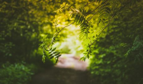 Images of green leaves in a park or forest