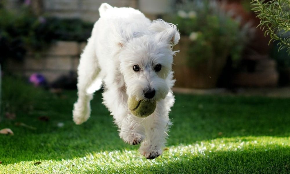 fake grass with dog playing