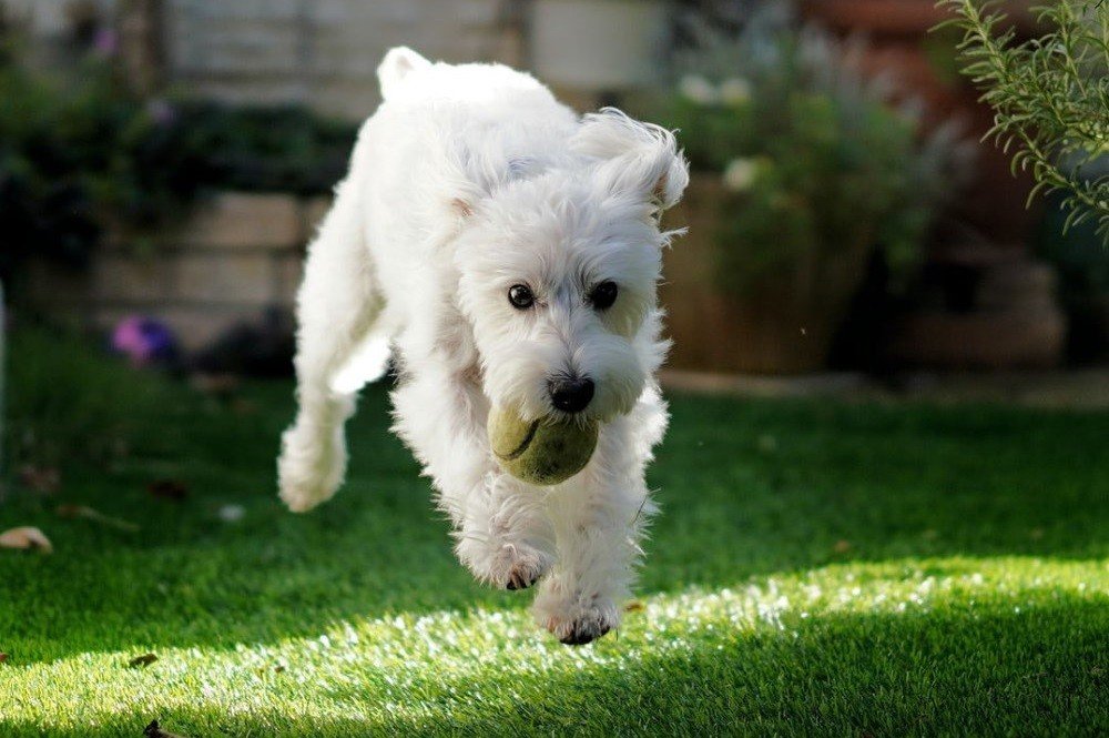 fake grass with dog playing