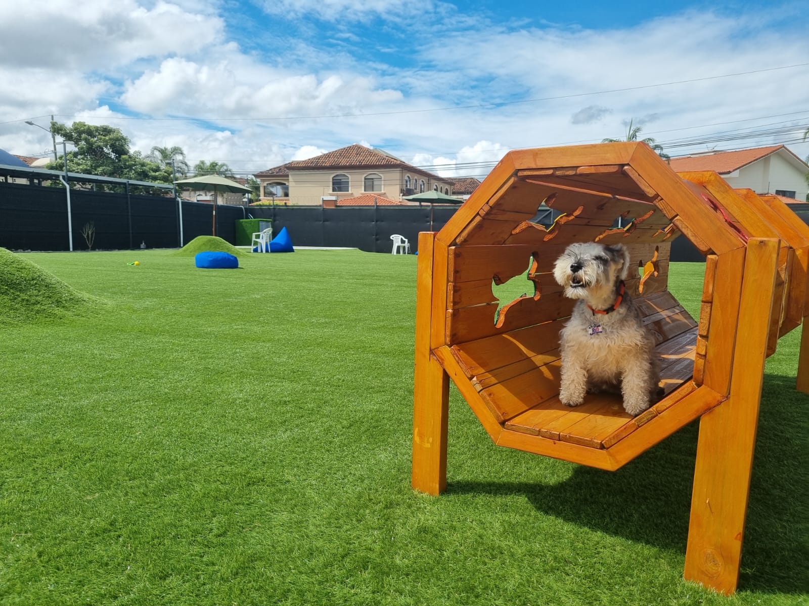 image of Open space for dogs to play and stay during the day