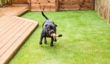 Keep Your Backyard Green All Year Round with Synthetic Grass