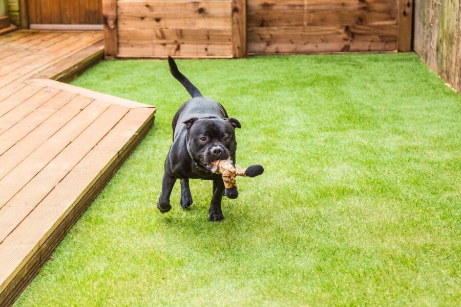 Keep Your Backyard Green All Year Round with Synthetic Grass