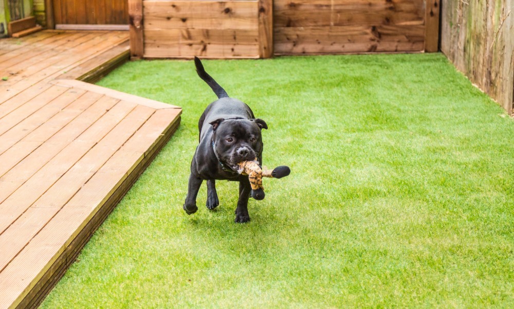 Keep Your Backyard Green All Year Round with Synthetic Grass