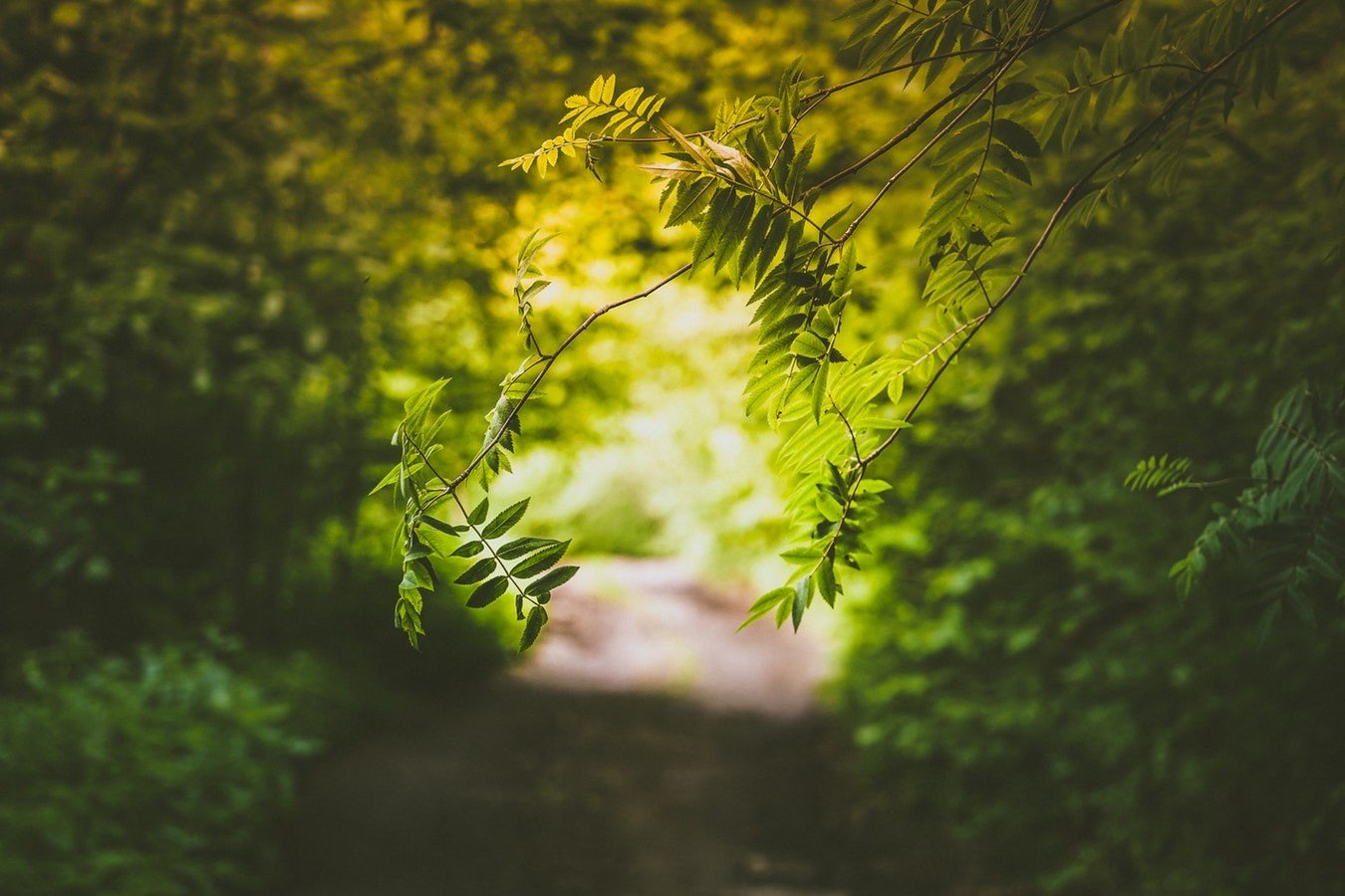 IS SYNLawn safe for the environment?