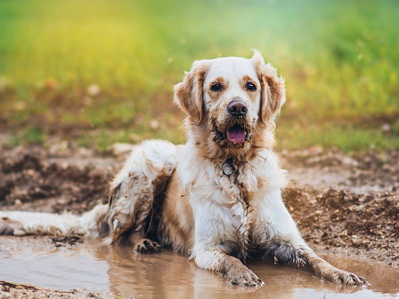 Stop muddy puddles with SYNLawn